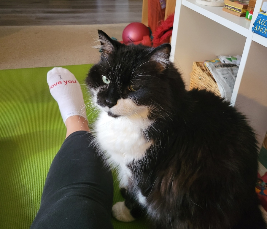 picture of cat and person on a yoga mat